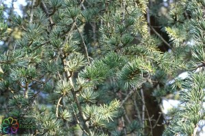 cedrus atlanticus (2).jpg_product_product_product_product